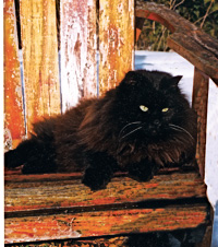 ailsa the cat