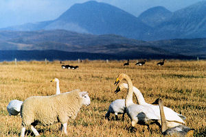 Swans and Sheep (Gordon Yates)