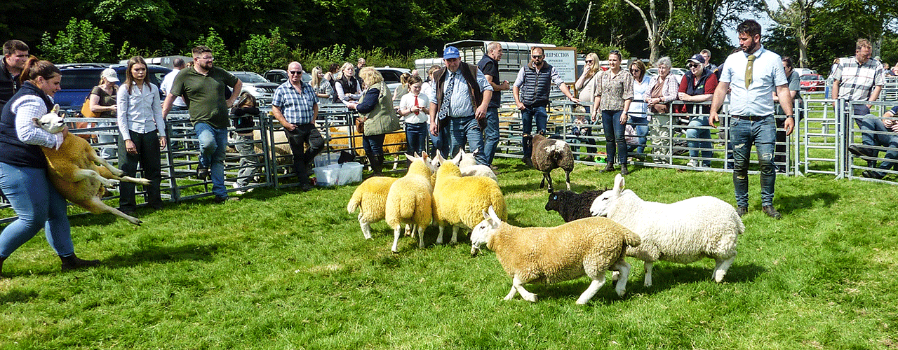 Islay Show 2025